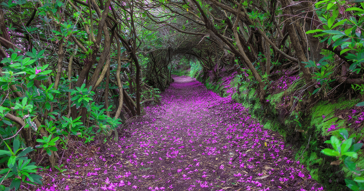 A serene forest path blanketed with vibrant purple flower petals leads through a natural archway formed by intertwining tree branches. Lush green foliage and moss cover the ground and surrounding trees, creating a mystical, tunnel-like atmosphere that invites quiet reflection. This tranquil scene symbolizes the healing power of nature, offering a holistic and immersive experience.