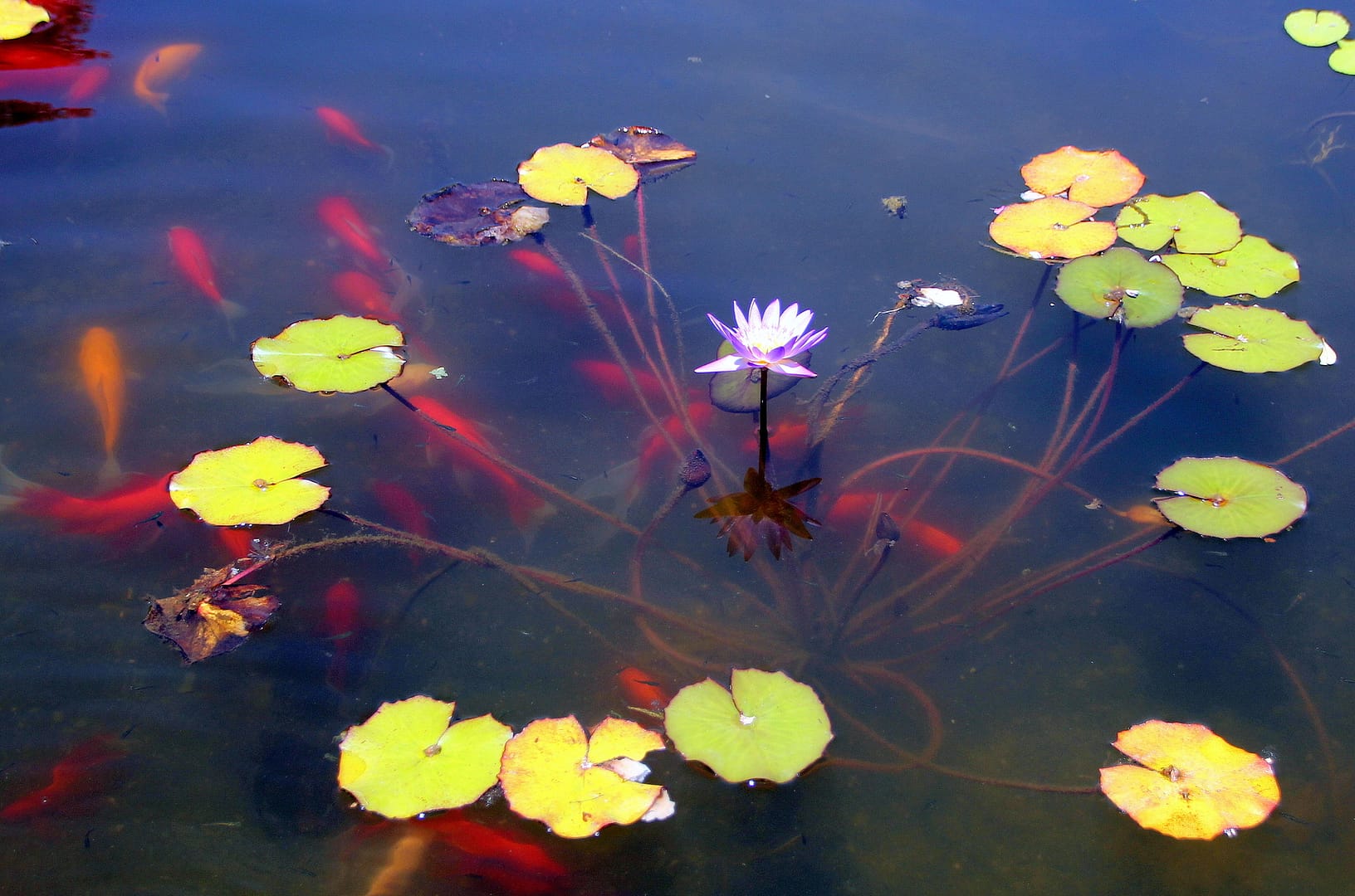 A serene pond featuring a vibrant purple lotus flower surrounded by colorful lily pads and orange koi fish swimming gracefully, symbolizing tranquility and natural beauty.