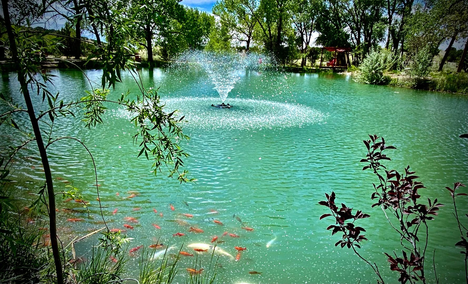 Peaceful pond with sparkling water fountain surrounded by greenery and colorful koi fish swimming near the surface, creating a tranquil nature scene.