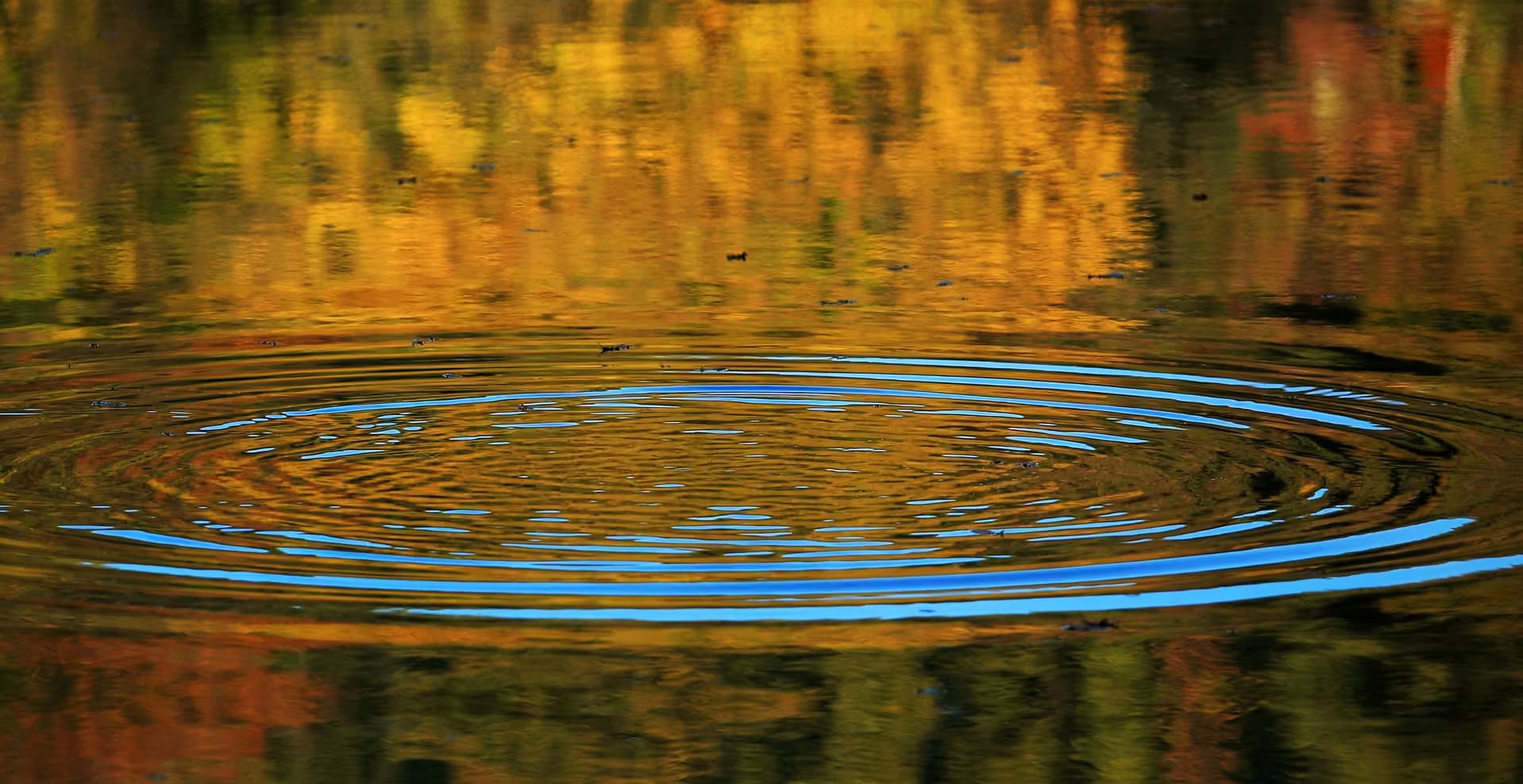 Ripples in a calm lake reflecting vibrant autumn foliage, creating a serene and colorful scene that embodies tranquility and the beauty of nature's transformation.