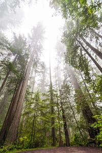 Upward view of towering trees shrouded in mist, creating a serene and ethereal forest atmosphere.
