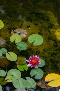 A peaceful pond with lily pads in various shades of green and yellow, featuring a vibrant pink water lily in full bloom. The natural setting and subtle water reflections create a serene, contemplative atmosphere, symbolizing beauty, renewal, and inner peace—key elements of the 2024 Fall Retreats.