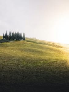 Golden sunrise over rolling green hills with a cluster of tall trees, creating a serene and tranquil landscape.