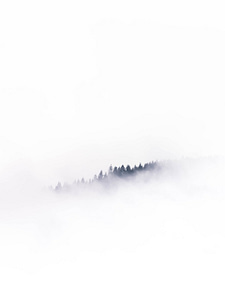 A serene landscape of a treeline emerging through a dense layer of mist, evoking a sense of calm and tranquility.