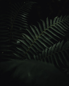 Close-up of lush fern leaves in a dark and moody forest setting, highlighting intricate leaf patterns and natural textures.