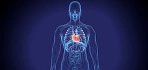 Illustration of a human body highlighting the heart, symbolizing sound healing Qigong for mind and body connection, with energy flow visualization