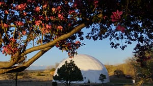 A tree with pink flowers in front of The Chi Center dome.