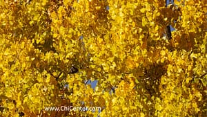 Tree with yellow leaves at The Chi Center