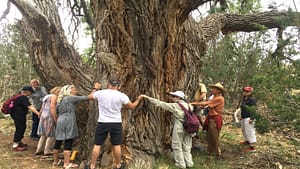 Group of people connecting with the ancient Grandmother Tree, a symbol of wisdom and nature's resilience, in a serene forest setting during a healing and grounding retreat.