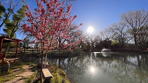 Idyllic view of a pond at The Chi Center, featuring a blossoming pink tree, a wooden Buddha statue, and a tranquil water fountain reflecting the bright sun and surrounding trees on a clear day.