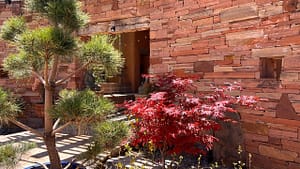 Close-up view of a serene courtyard at The Chi Center, showcasing a vibrant red Japanese maple tree, a lush pine, and a rustic stone wall with a Buddha statue in the background, bathed in sunlight.