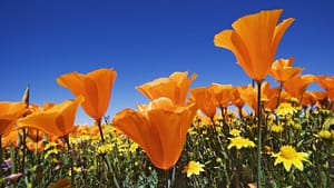 Close-up of a vibrant orange California poppy fully bloomed against a backdrop of more blurred poppies and a bright blue sky. The poppy's delicate petals capture the sunlight, highlighting the flower's natural beauty and serene setting, reminiscent of the peaceful and harmonious principles of Wisdom Healing Qigong.