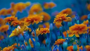 Vibrant orange marigolds in full bloom against a deep blue backdrop, creating a stunning contrast that captures the essence of vitality and energy, themes central to the practice of Wisdom Healing Qigong. The image focuses on the lively dance of colors and the delicate details of the flowers' petals.