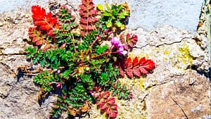 vibrant plant with red, green, and purple leaves growing resiliently through cracks in a rocky surface, accompanied by small pink flowers. Perfect for themes of nature's persistence, beauty in harsh environments, and growth against the odds.