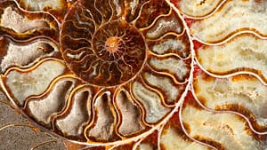 A close-up of a polished ammonite fossil showcasing intricate spiral patterns and earthy tones of brown, amber, and cream.