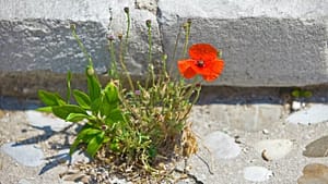 A bright red poppy flower growing resiliently through a crack in a concrete surface, surrounded by green leaves and buds.