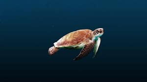A sea turtle gracefully swimming in the deep blue ocean, symbolizing wisdom, longevity, resilience, and the beauty of marine life.