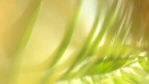 Abstract close-up of green plant leaves in soft motion blur against a golden-yellow background.