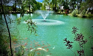 Peaceful pond with sparkling water fountain surrounded by greenery and colorful koi fish swimming near the surface, creating a tranquil nature scene.