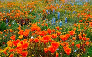 A vibrant field of California poppies, with their vivid orange blooms, interspersed with tall spikes of blue lupine. The scene is a tapestry of color set against a green backdrop of wild grasses, capturing the dynamic energy of nature which aligns with the tranquility of Wisdom Healing Qigong practices.
