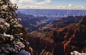 Snow-covered tree framing a breathtaking view of the Grand Canyon under a bright winter sky with scattered clouds.