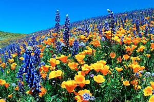 Vibrant landscape of a hillside covered in lush California poppies and blue lupin flowers under a clear blue sky. The intense orange of the poppies contrasts with the deep blue of the lupin, creating a visually stunning natural tapestry. This colorful scene is reminiscent of the balance and harmony found in Wisdom Healing Qigong practices, which seek to integrate the body with nature.