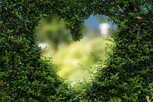A lush green hedge forms the shape of a heart, creating a natural window that opens onto a softly blurred, sunlit landscape beyond. The leaves are vibrant and thick, framing the heart shape beautifully, and offering a feeling of warmth, peace, and connection with nature.