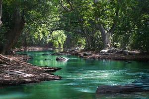 Pristine emerald-green river flowing through a lush forest, surrounded by ancient trees and sunlight filtering through the canopy, offering a serene and untouched natural sanctuary.