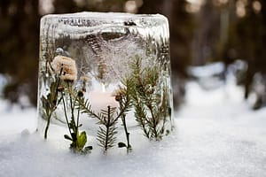 A delicate ice lantern featuring embedded wildflowers and evergreen branches, with a glowing candle inside, placed on a snowy surface against a blurred forest background.