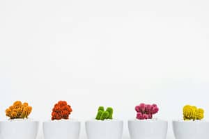 Five small potted cacti in vibrant colors—orange, red, green, pink, and yellow—lined up against a minimalist white background, symbolizing diversity, resilience, and growth.