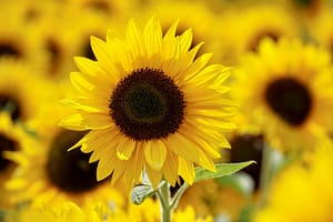 Bright yellow sunflower in full bloom with dark brown center, symbolizing warmth, energy, and the height of summer. Perfect representation of the radiant energy of the Summer Solstice