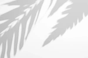 Soft shadows of palm leaves cast on a light background, evoking a tranquil atmosphere suitable for a fall retreat focused on reflection and sharing testimonials. The gentle play of light and shadow suggests peace, relaxation, and a connection to nature.