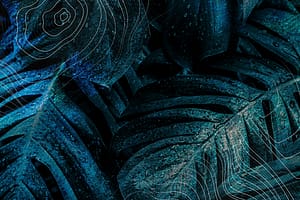 Dark tropical leaves with water droplets, overlaid with abstract white contour lines.