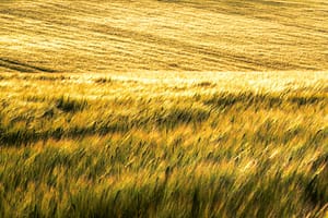 Golden field of tall grass swaying in the wind under warm sunlight, capturing the peaceful rhythm of nature and the beauty of open landscapes