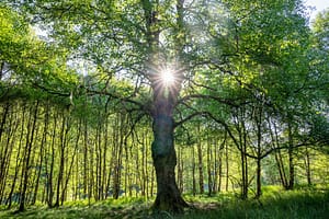 Sunlight beams through the center of a majestic tree in a lush green forest, casting radiant light across the grassy woodland floor.