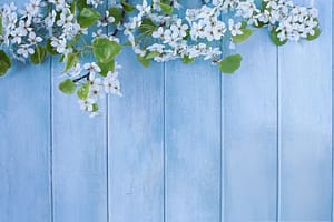 Spring blossoms with white flowers and green leaves arranged on a rustic blue wooden background, symbolizing renewal and seasonal beauty.