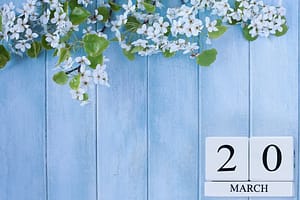 White cherry blossoms with green leaves on a rustic blue wooden background, featuring a calendar block displaying March 20, symbolizing the Spring Equinox.