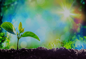 A young plant sprouting from rich soil, illuminated by the bright sunlight piercing through a dreamy, colorful bokeh background. This image represents growth and vitality, resonating with the principles of Wisdom Healing Qigong which emphasize natural energy flow and renewal.
