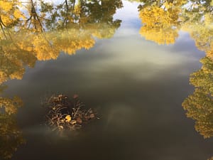 Reflection of golden autumn trees on the calm surface of a pond, with floating twigs and leaves creating a serene and picturesque scene.
