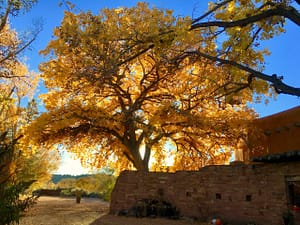 Golden autumn leaves against a bright blue sky, framed by tree branches reaching across the vibrant scene.
