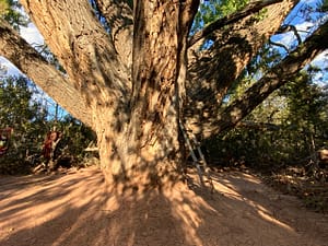 Massive tree trunk with sprawling branches under dappled sunlight, accompanied by a wooden ladder resting against its base, surrounded by a serene forest clearing.