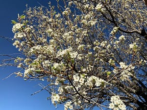 Spring blossoms on tree branches set against a deep blue sky, capturing the serene beauty of nature at The Chi Center.
