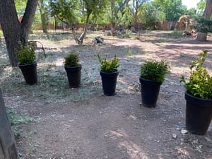 Outdoor garden area with a row of black potted plants on a dirt pathway, surrounded by trees, chairs, and rustic fencing, creating a peaceful natural setting.
