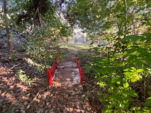 Trail to Grand Trees and Wilderness featuring a small rustic wooden bridge with vibrant red railings surrounded by lush green foliage and dappled sunlight filtering through the trees.