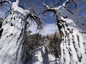 Snow-covered trees framing a serene winter pathway under a bright blue sky, showcasing the beauty of a peaceful snowy landscape.