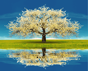 A majestic tree in full bloom stands against a vibrant blue sky, its lush white blossoms vivid against the bright sunlight. Below, the tree is beautifully reflected in a serene water surface, symbolizing renewal and tranquility, key elements in Wisdom Healing Qigong practice.