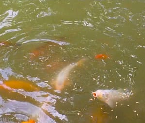 A group of fish swimming in a pond at The Chi Center