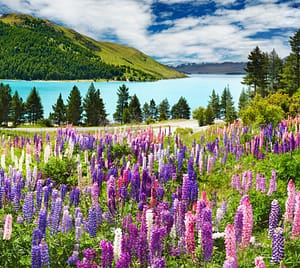 A breathtaking meadow filled with vibrant lupine flowers in shades of purple, pink, and white, set against the backdrop of a turquoise-blue lake. Behind the lake, a lush green hill rises, bordered by tall, dark pine trees. Snow-capped mountains are visible in the distance under a dramatic sky filled with scattered white clouds, creating a vivid and serene natural scene.