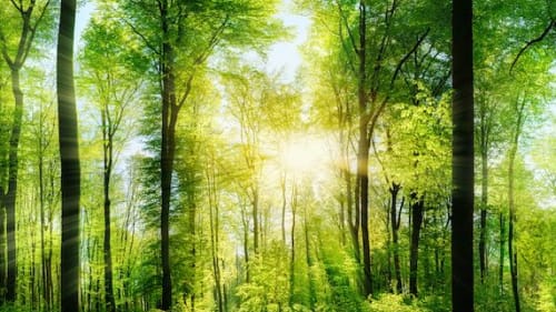 Sunlight streaming through a lush green forest, creating a peaceful and rejuvenating natural atmosphere.