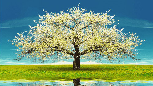 A vibrant tree in full bloom with white blossoms, standing on a lush green field under a clear blue sky, reflected in a calm water surface below.